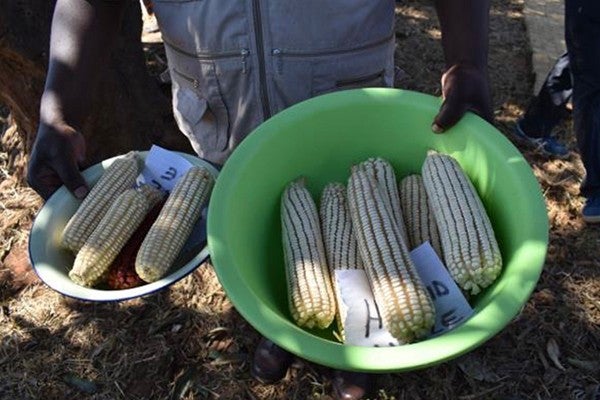 写真右がプログラムに参加した 農家のトウモロコシ